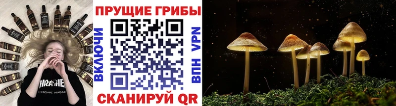 mega зеркало Новоалтайск Галлюциногенные грибы MAGIC MUSHROOMS